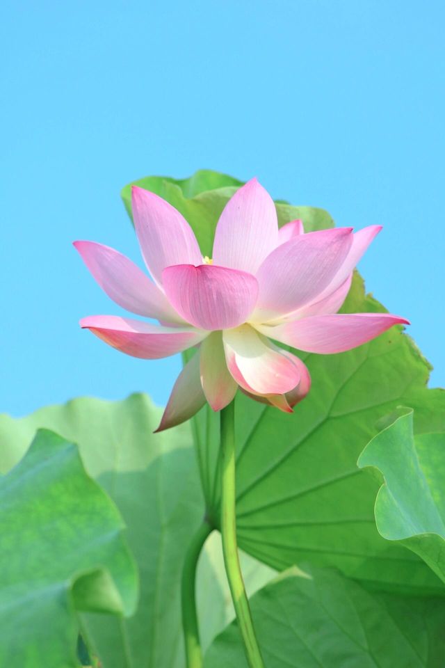 靈川賞荷靚到爆