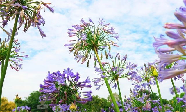 廈門忠崙公園賞花攻略 | 附周邊寶藏住宿