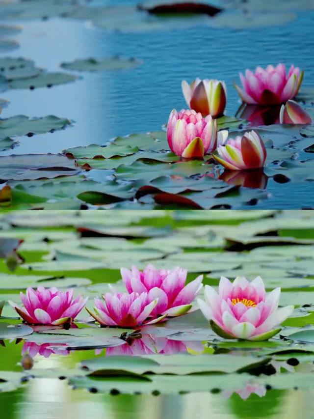 南昌鳳凰溝夏季「追花」全攻略！