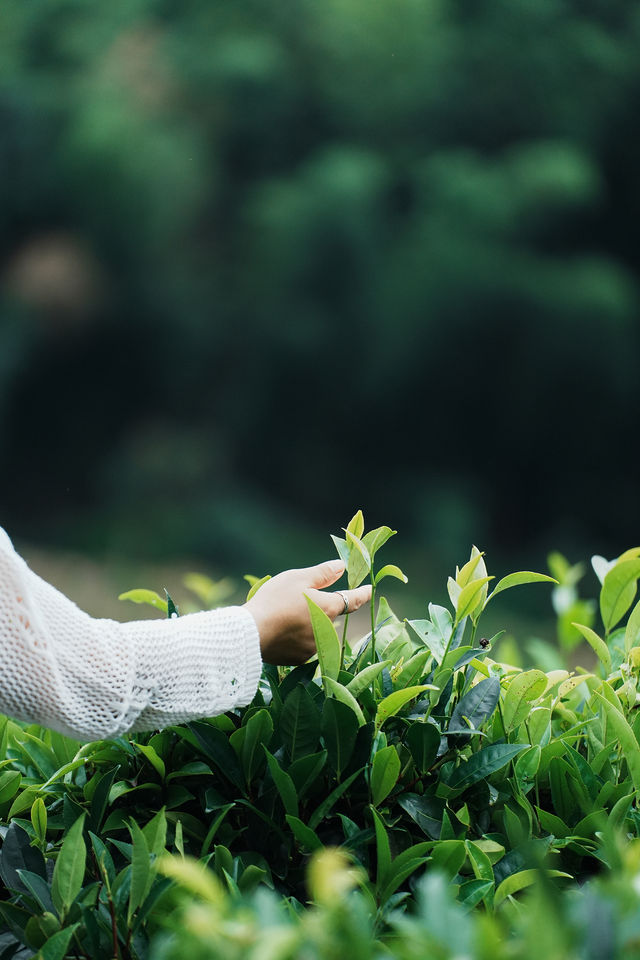 廣東梅州雁南飛茶田點樣玩？