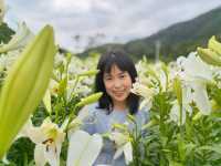 福州百合花田百花盛放中