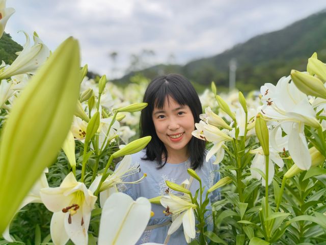 福州百合花田百花盛放中
