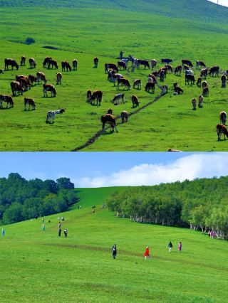 3 Hours from Beijing｜The Cloud Meadow is Already Unbelievably Beautiful