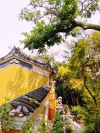  **【青山禅院：香港の静寂なる桃源郷】