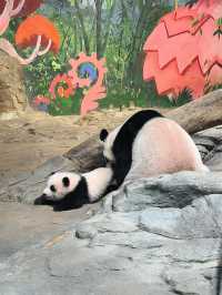 9年熊貓粉絲嘅廣州長隆熊貓攻略！超驚喜！