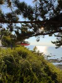 煙台養馬島攻略：免費玩轉「東方馬爾代夫」，這些隱藏玩法別錯過