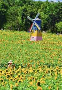 廈門香山公園｜50畝向日葵花海打卡+周邊玩法全攻略