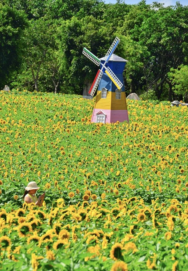 廈門香山公園｜50畝向日葵花海打卡+周邊玩法全攻略