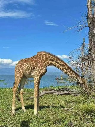 나이바샤 호수｜케냐의 오아시스 천국~ 꼭 방문해야 할 곳