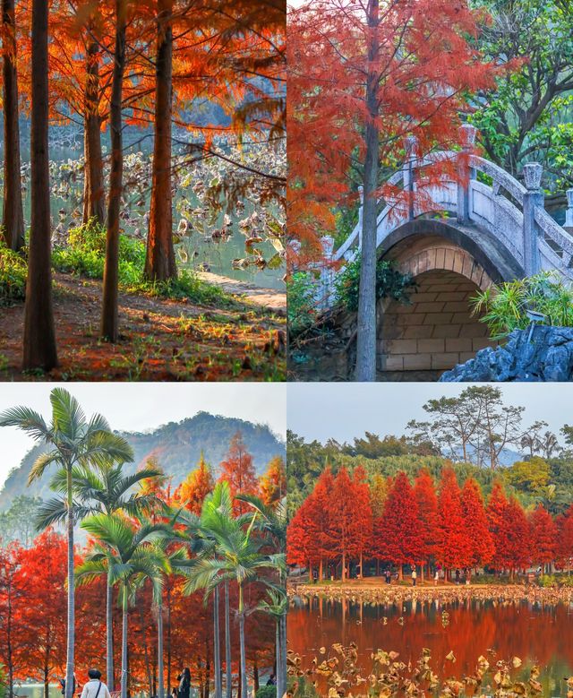 柳州紅杉林
