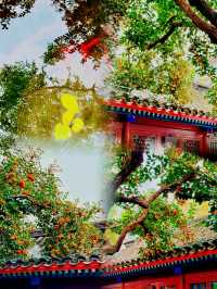 10.16實況｜無人的老舍丹柿小院也太好拍了吧！附搶票攻略?