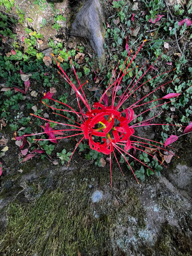 世遺湖北咸豐唐崖土司城遺址～見證鄂西土司文明的軍事政治中心
