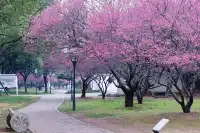 橘子洲景區梅花
