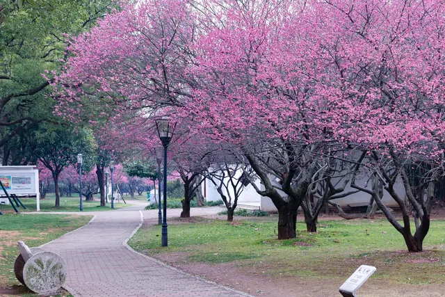 橘子洲景區梅花
