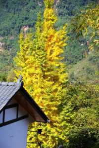 墜入秋天的童話天台山秋日漫遊指南