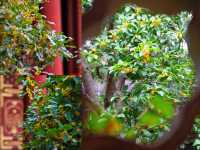 西山島的秋天,是被桂花醃透的甜|保姆級賞香攻略
