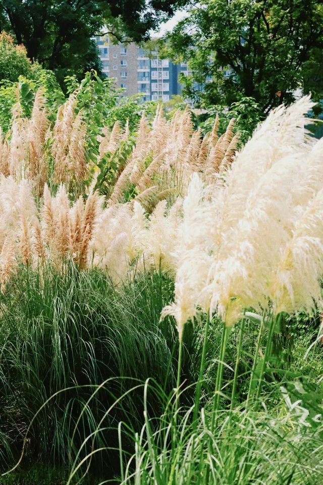 秋風拂過,花穗順勢而起,盡情起舞 秋風拂過,花穗順勢而起,盡情起舞