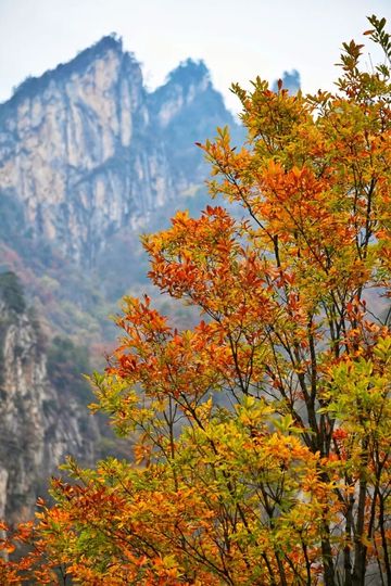 歡迎來老界嶺旅遊