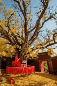 帶娃去濟南等地這份攻略必收好