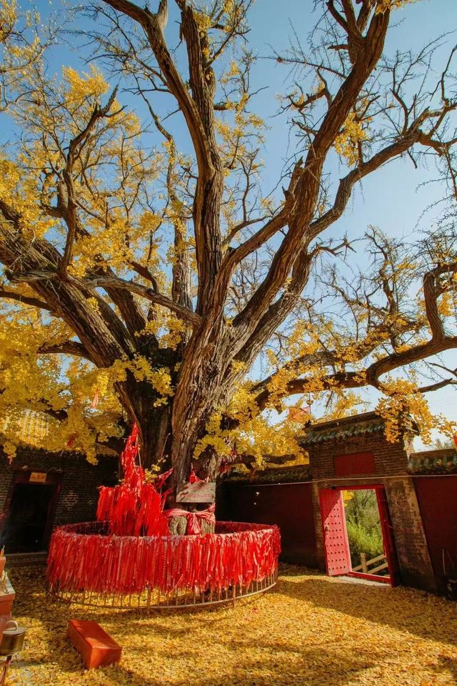 帶娃去濟南等地這份攻略必收好 帶娃去濟南等地這份攻略必收好