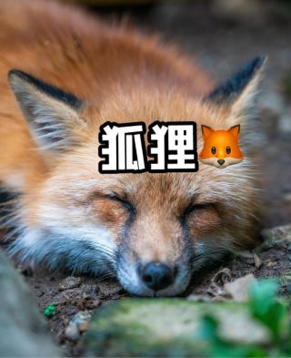 Zao Fox Village in Japan, the mysterious shrine messenger with maximum healing power