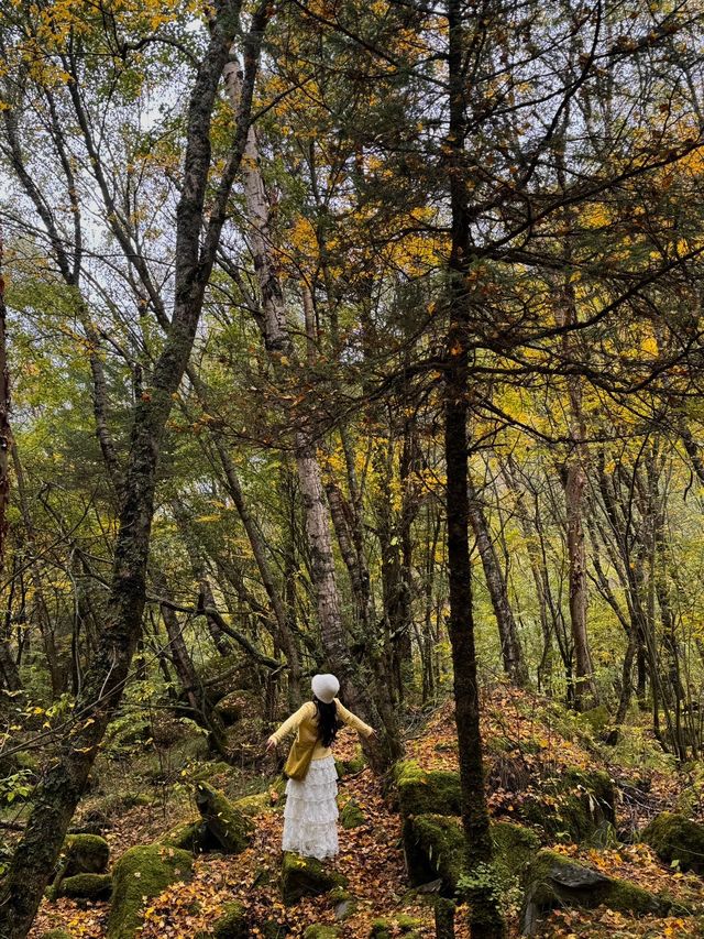 掉進川西紅葉童話成都周邊撿秋攻略！