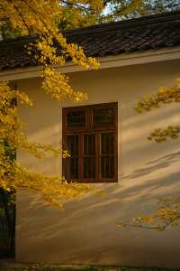 廣東最像秋天地方｜去南雄追一場金黃銀杏雨