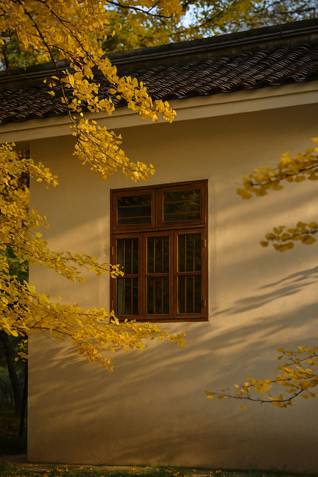 廣東最像秋天地方｜去南雄追一場金黃銀杏雨