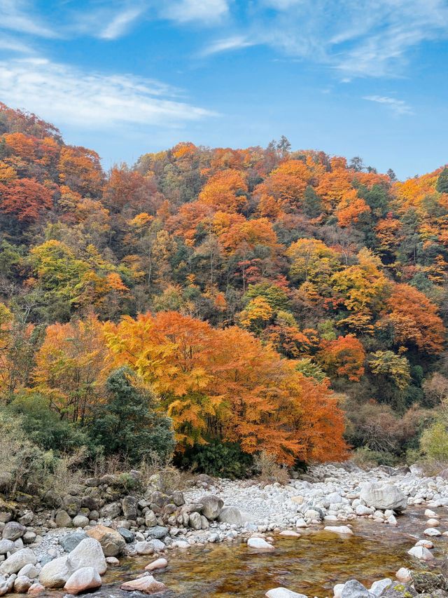 藏在深山的「天然基因庫」，正在上演最絢爛的色彩。