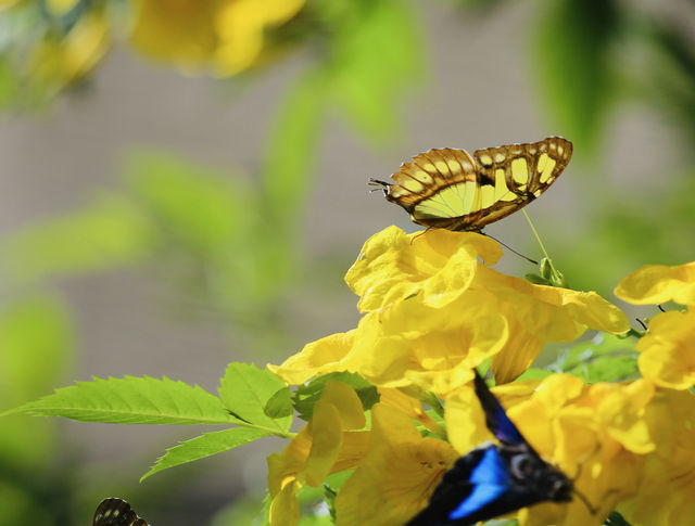 蝴蝶與自然溫室 Key West