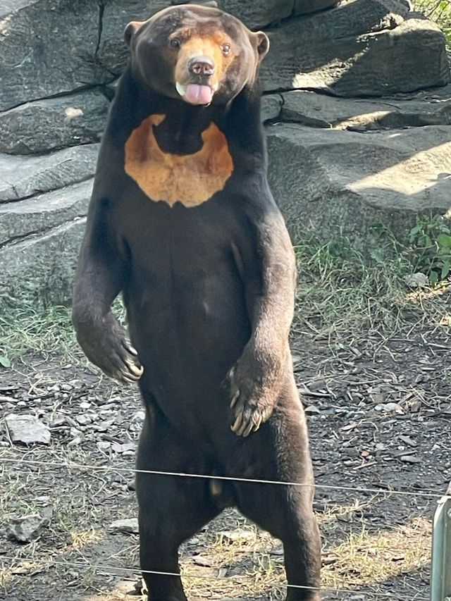 寧波野生動物園一日遊攻略!熊貓控千萬別錯過~ 寧波野生動物園一日遊攻略!熊貓控千萬別錯過~