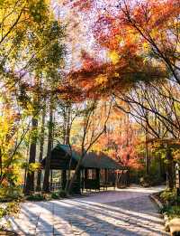 魔都上海的深秋初冬美到窒息徒步拍照聖地機位全公開!