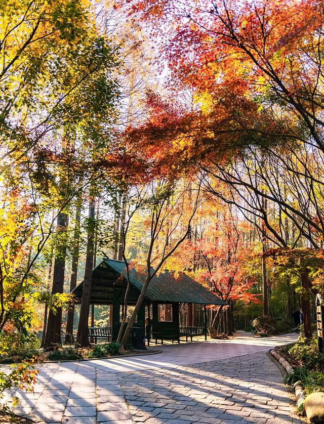 魔都上海的深秋初冬美到窒息徒步拍照聖地機位全公開! 魔都上海的深秋初冬美到窒息徒步拍照聖地機位全公開!