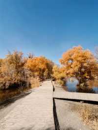 絕美秋色！在金塔胡楊林邂逅金色童話