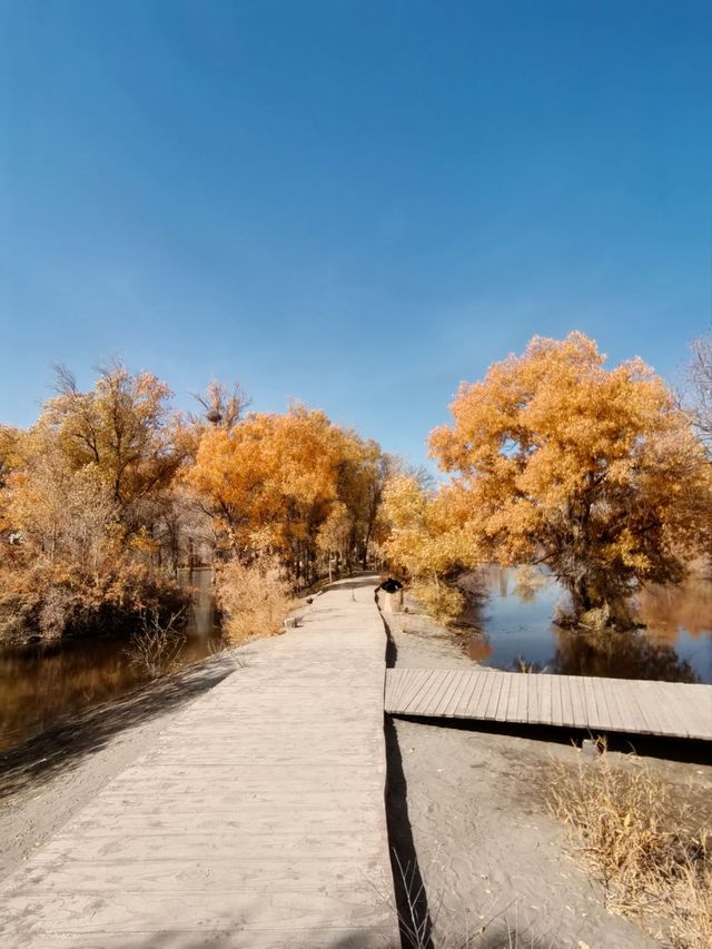 絕美秋色！在金塔胡楊林邂逅金色童話