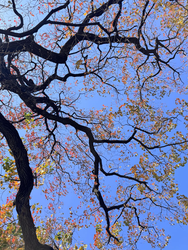 絕美莫愁湖打卡攻略