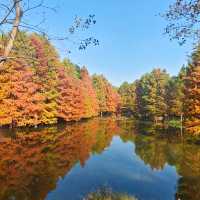 南京燕雀湖｜藏在城芯的秋日秘境，承包金陵所有溫柔