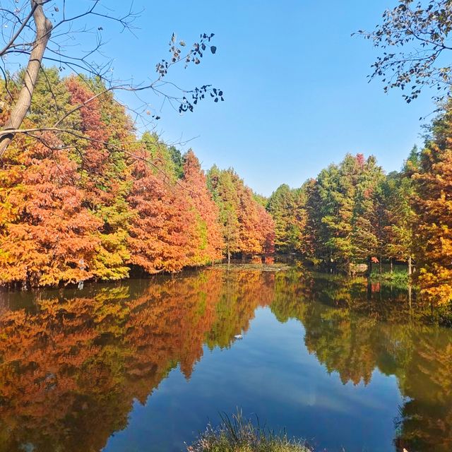 南京燕雀湖｜藏在城芯的秋日秘境，承包金陵所有溫柔