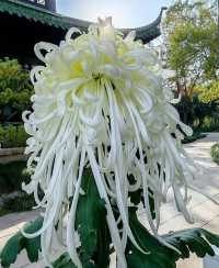 揚州賞菊指南｜滿城盡帶黃金甲！這3個地方美到心巴上