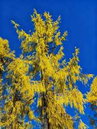 四川黨嶺徒步7日全記錄，秘境穿越指南