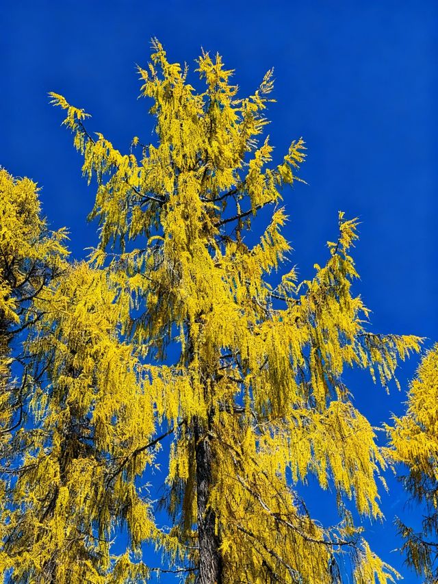 四川黨嶺徒步7日全記錄，秘境穿越指南