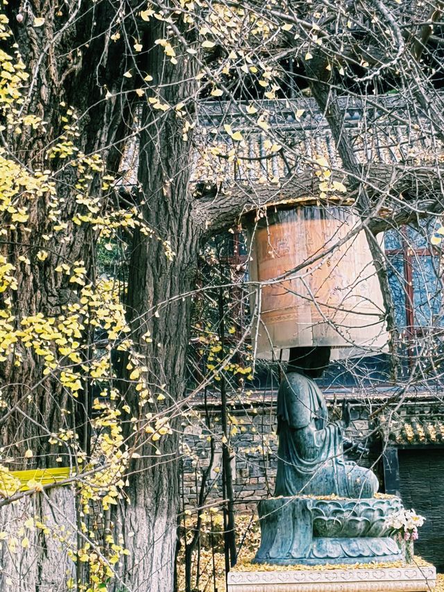 鐘南山下一眼千年的古樹