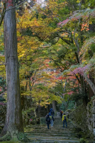 Near Kyoto · Koto Sanzan｜Perfect red leaves on November 20, let's go!