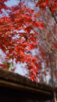 山東日照白鷺灣小鎮|闖入山東的“小阿勒泰”!