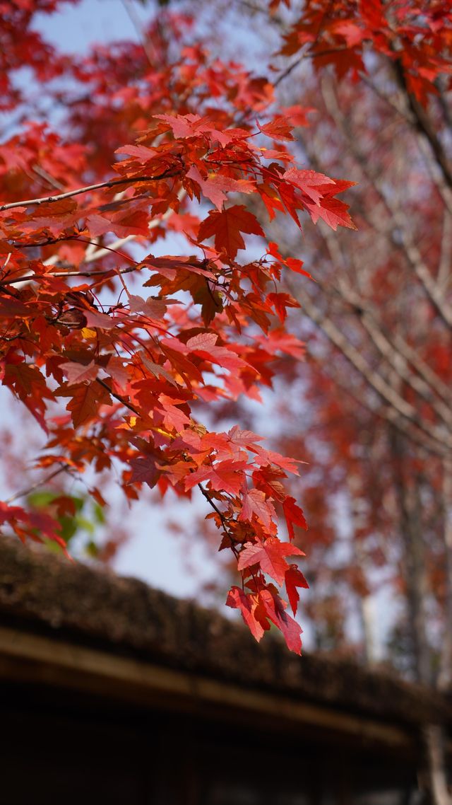 山東日照白鷺灣小鎮|闖入山東的“小阿勒泰”! 山東日照白鷺灣小鎮|闖入山東的“小阿勒泰”!