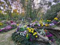 共青森林公園菊花展美翻啦