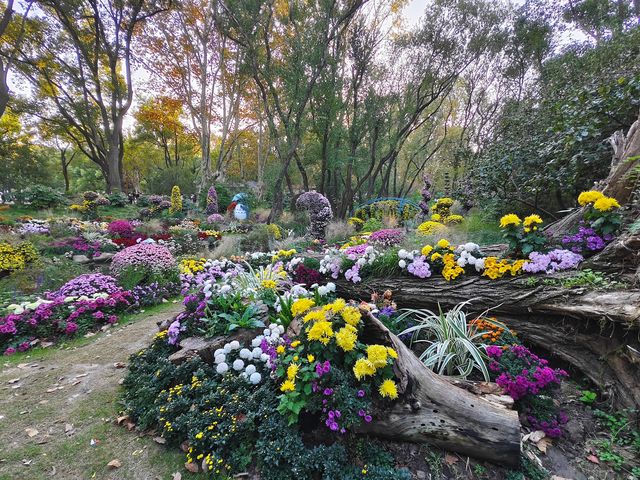 共青森林公園菊花展美翻啦 共青森林公園菊花展美翻啦