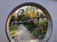 治平寺裡一片金黃