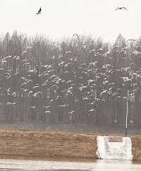 候鳥如期歸來,江蘇成越冬打卡地