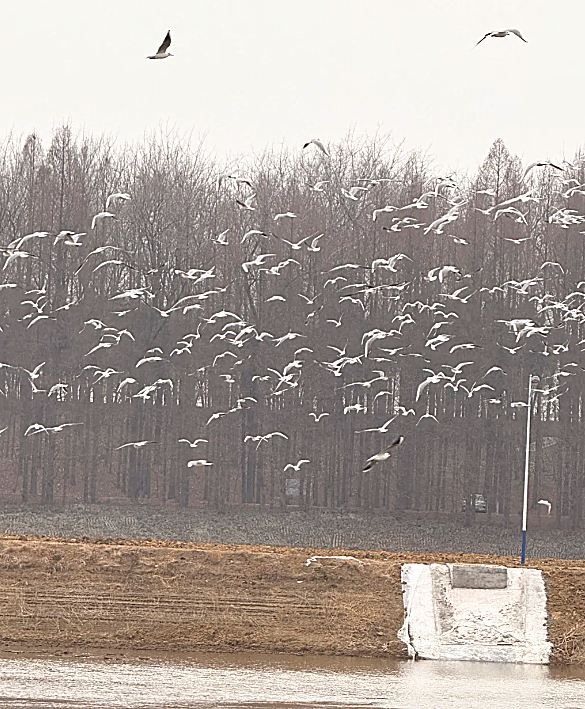 候鳥如期歸來,江蘇成越冬打卡地 候鳥如期歸來,江蘇成越冬打卡地